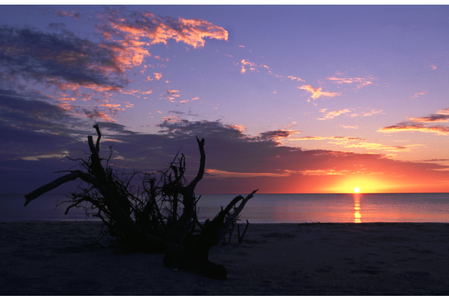 Sunset over calm water with gnarled tree in foreground at Stump Pass Beach State Park