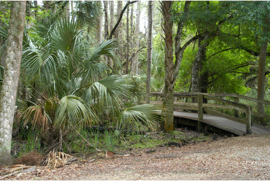 Footbridge in the trees at Babcock/Webb Wildlife Management Area