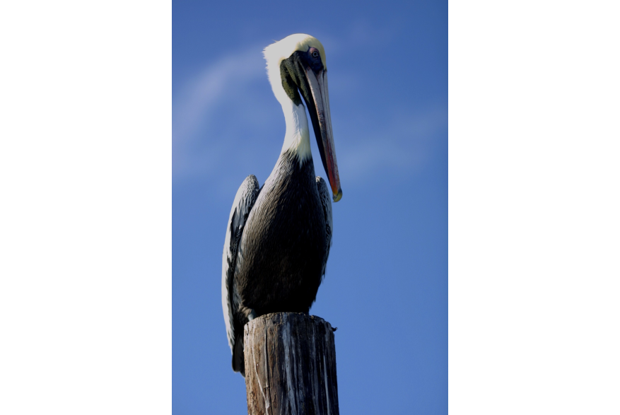 Brown pelican sitting on a wooden piling.