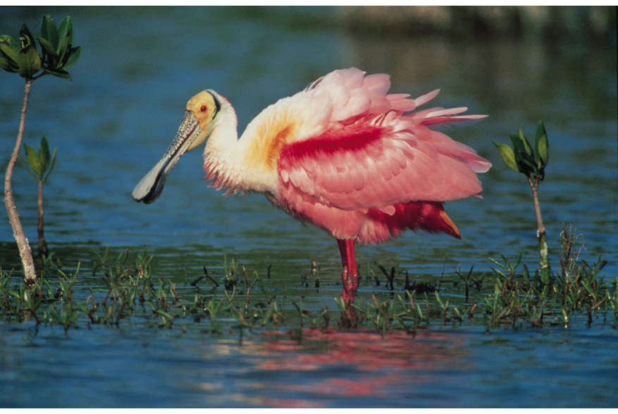 Roseate Spoonbill in shallow water