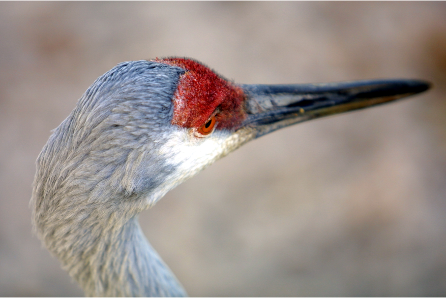 Close-Up of a Sandhill Crane