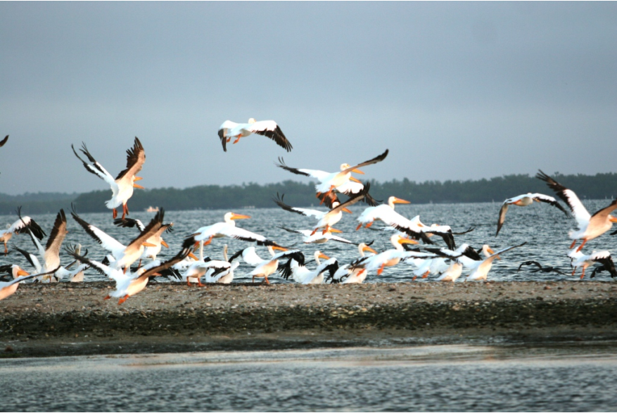 Pod of white pelicans in Punta Gorda/Englewood Beach