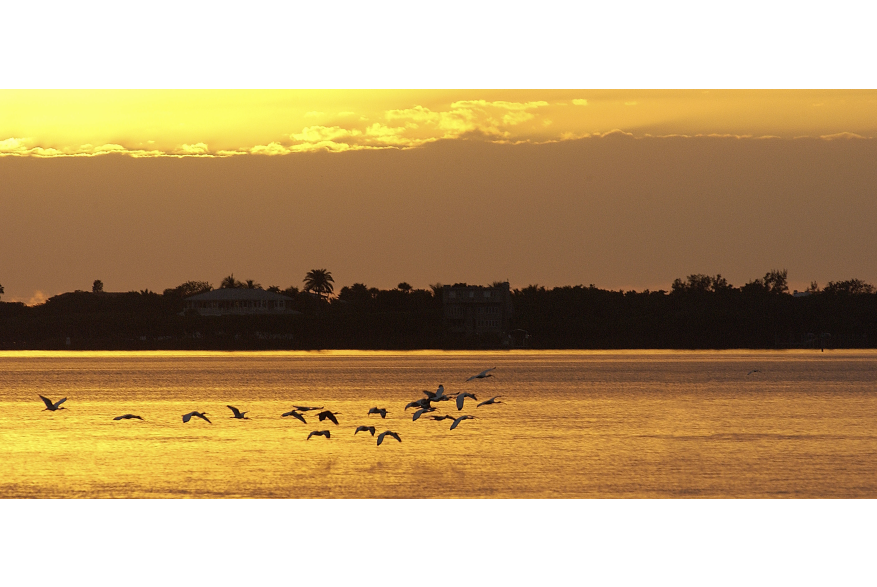 Birds in flight over Charlotte Harbor at Sunset