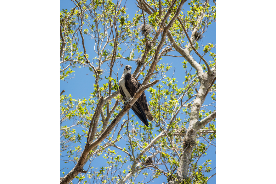 Osprey in Tree