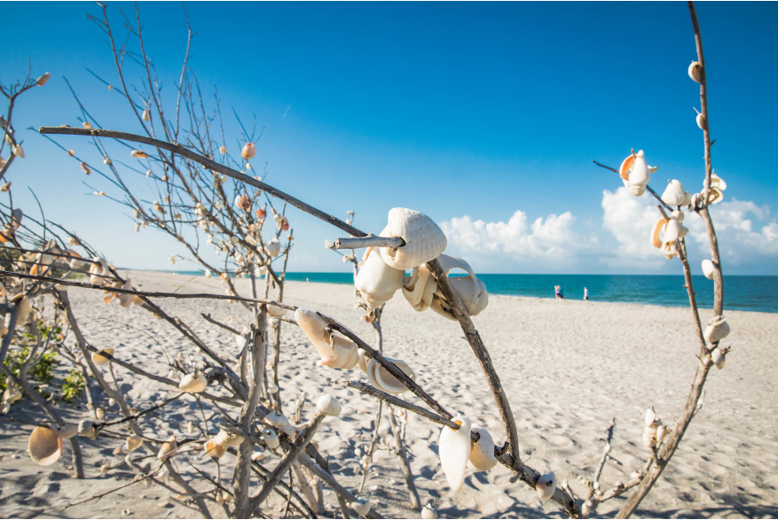 Shell Trees in Stump Pass Beach Park