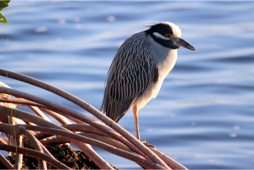 Bird in mangroves in Punta Gorda, Florida