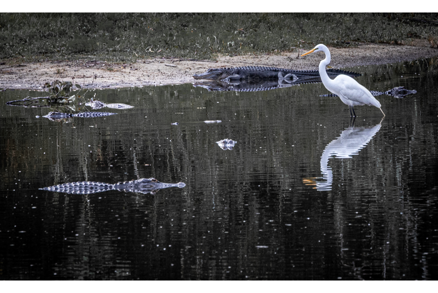 Great Egret and alligators at Babcock Ranch Eco-Tours