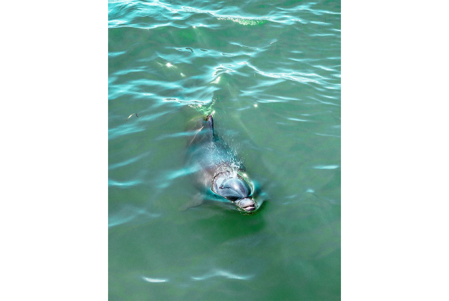 Dolphin in Lemon Bay