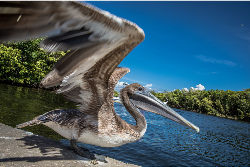 Close up of a Pelican Getting Ready to Fly Away