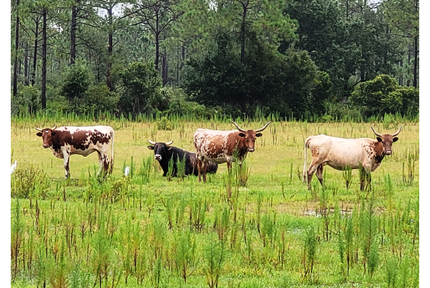 Historic "Cracker" Cattle at Babcock Ranch Eco-Tours in Punta Gorda, FL