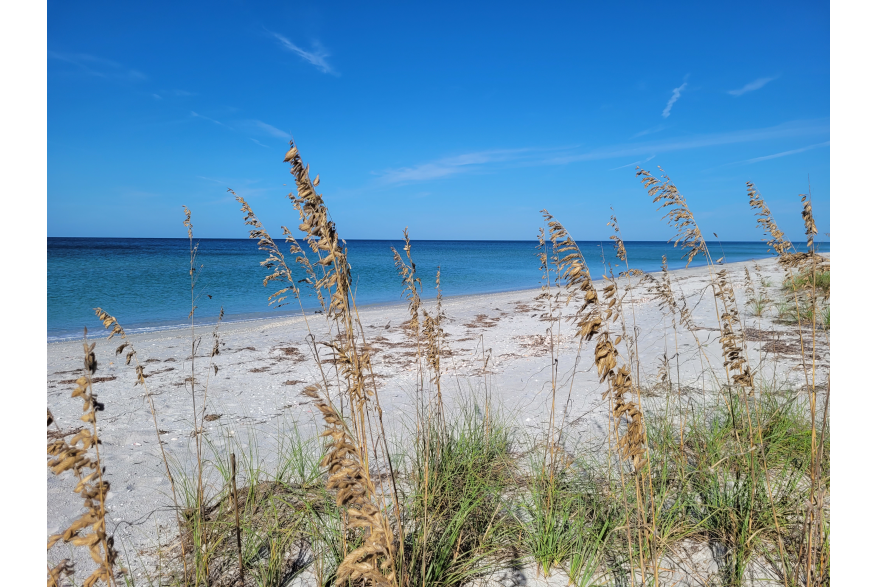 Sea Oats on the beach with blue water and sky in background
