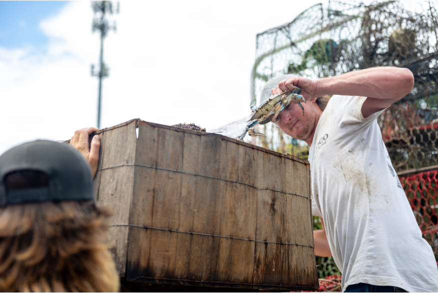 Fresh Blue Crab off the Boat at Peace River Seafood