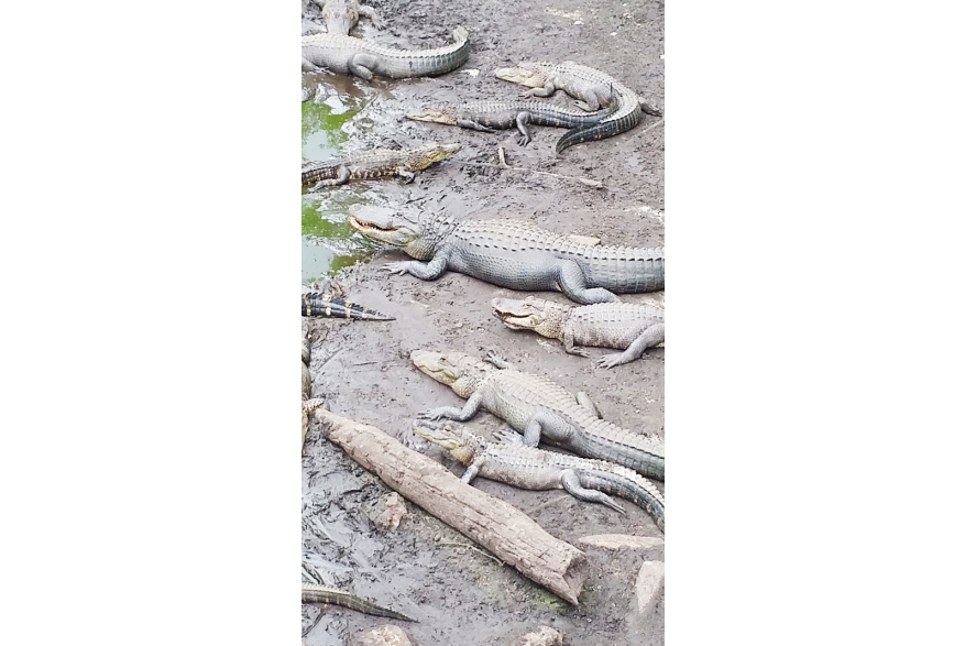 Group of alligators covered in light-colored mud at Babcock Ranch Eco Tours