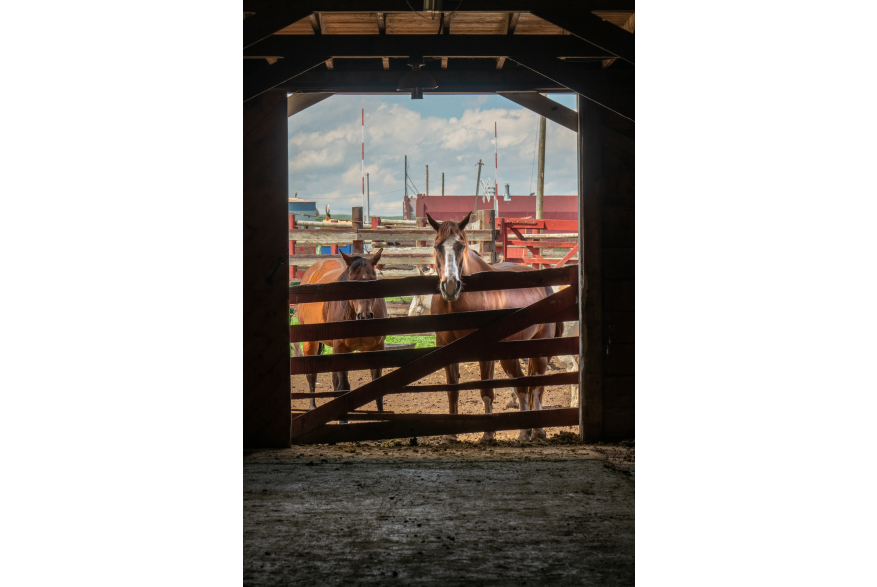 Two horses looking over a fence into a barn