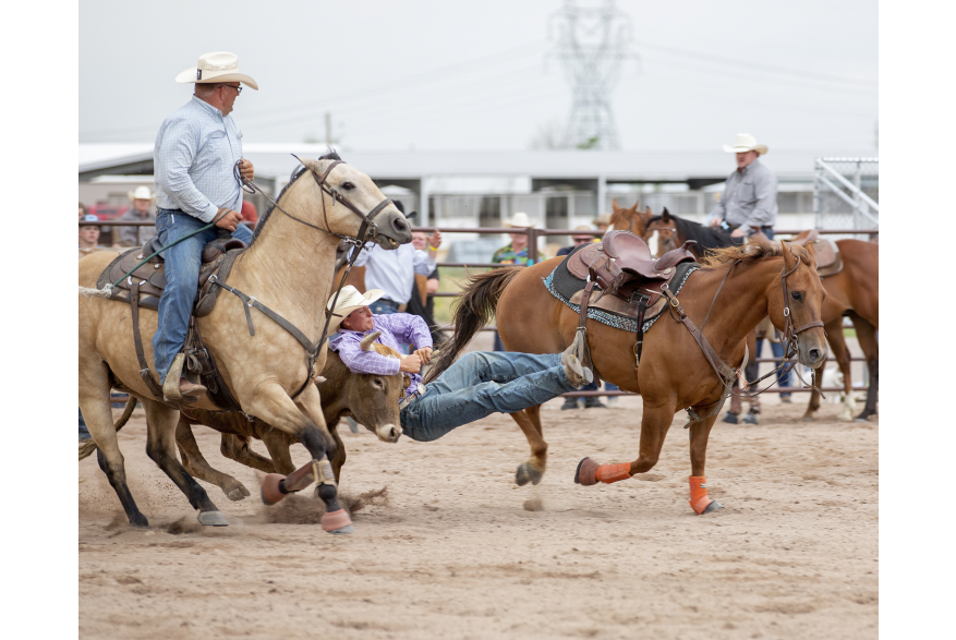 A cowboy holds on tight as he attempts to wrestle a steer to the ground