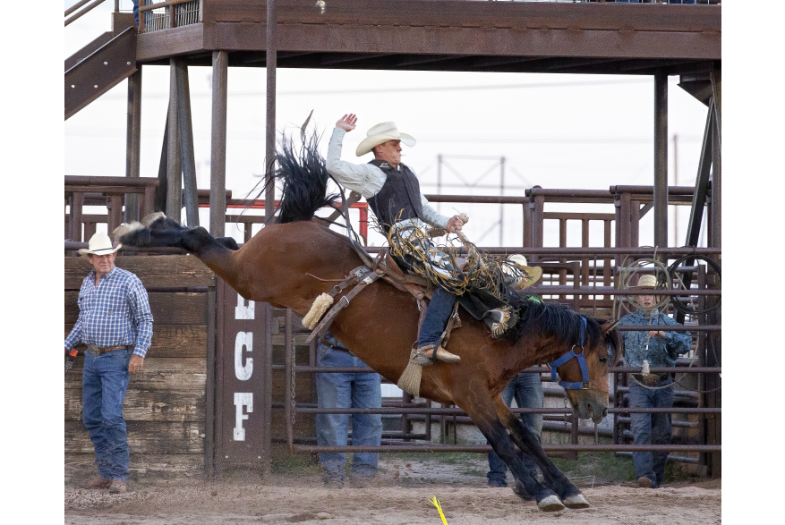 A cowboy rides a bucking bronc