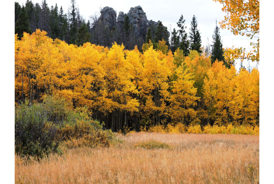 golden aspens in the medicine bow forest