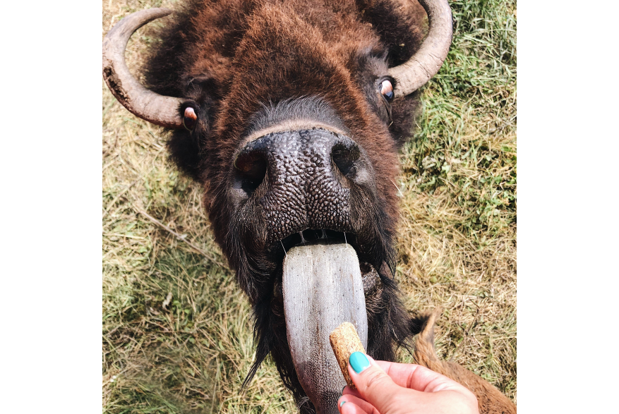 A bison reaches out with his tongue to take a treat pellet from a train passenger at Terry Bison Ranch in Cheyenne, Wyoming