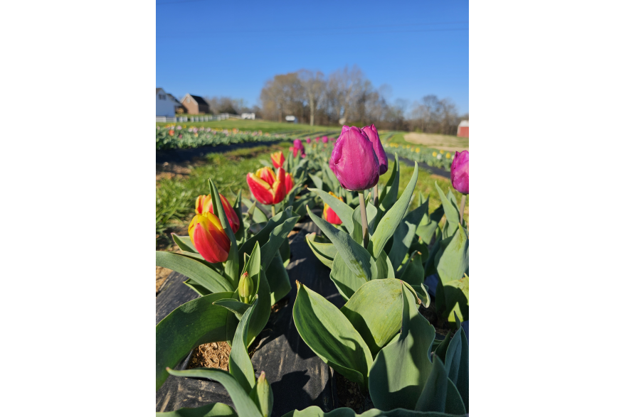 fields of tulips in bloom on a farm