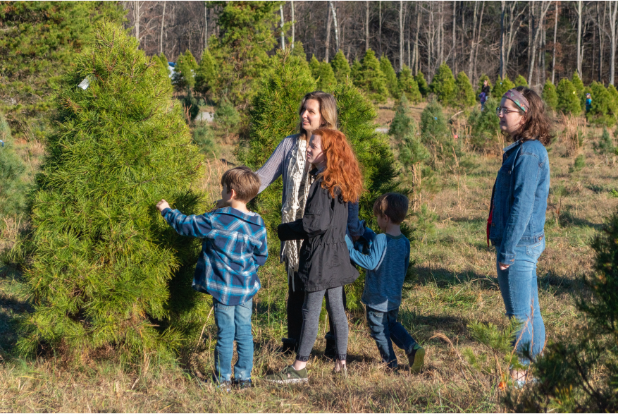 a family picks out their Christmas tree at Erin's Christmas Tree Farm