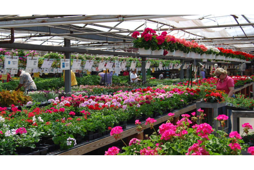 Ashcombe Farm & Greenhouses