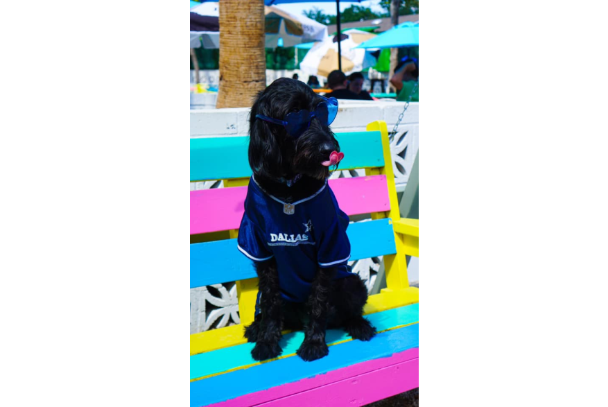 dog31