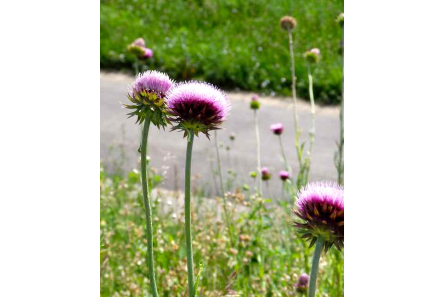 Thistles
