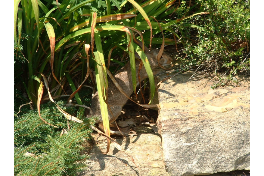 cox_arboretum_3
