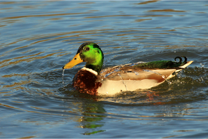 #CaptureTheKentuckyWildlands Photo Contest May/June 2021 - Natural World Category - Bathing Mallard at Barbourville City Park - Photo by Peggy Yaeger