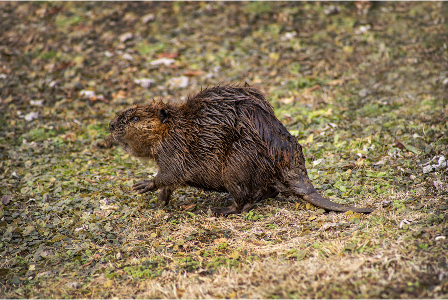 #CaptureTheKentuckyWildlands Photo Contest May/June 2021 - Natural World - Beaver Out of Paint Creek Photo by Lisa Sorrell