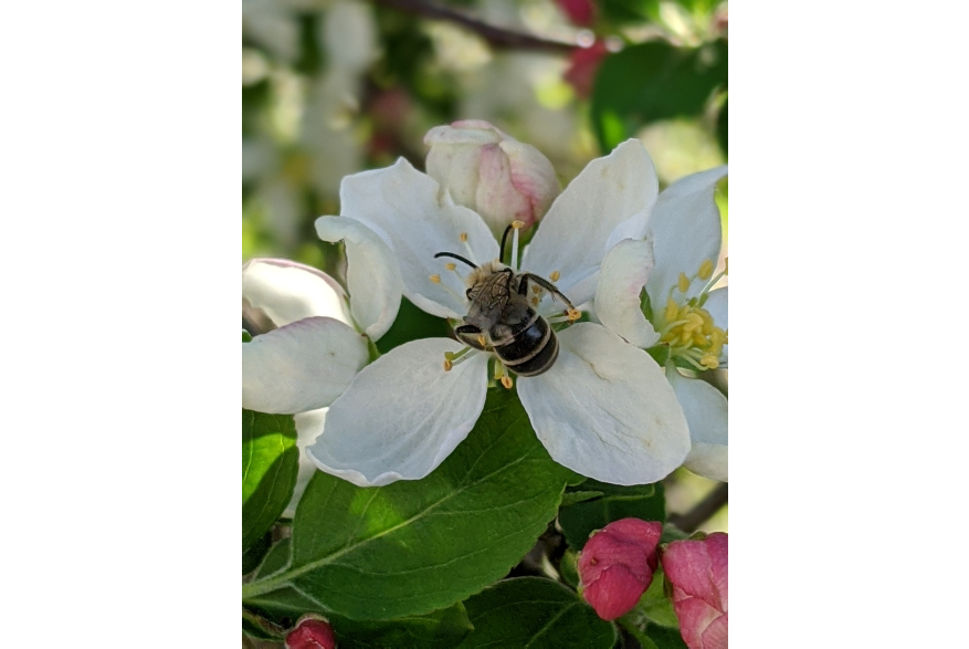 #CaptureTheKentuckyWildlands Photo Contest May/June 2021 - Natural World - Bee on Flower Photo by Sharon Standifer