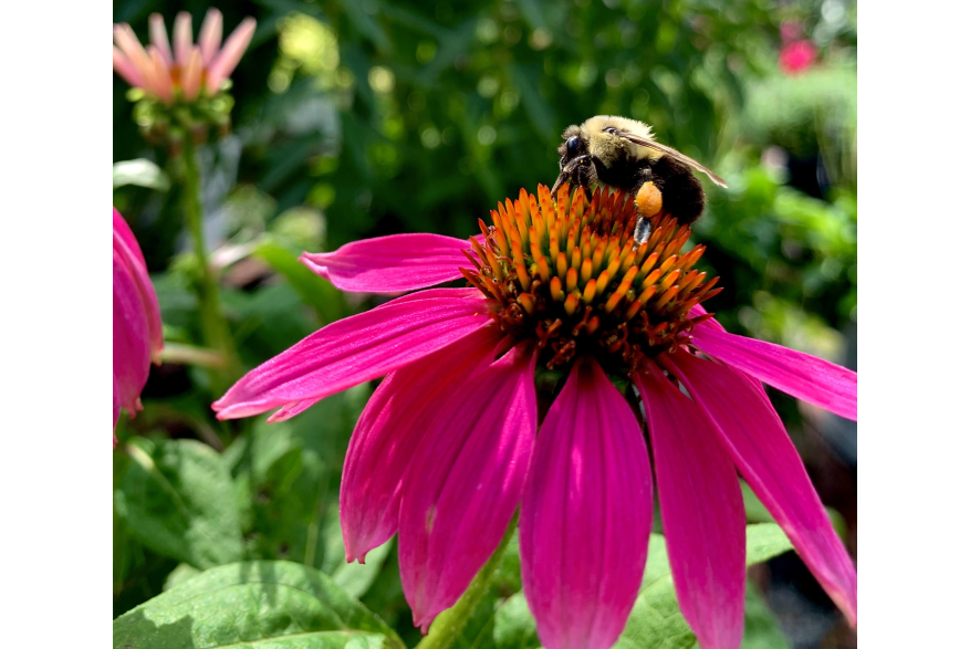#CaptureTheKentuckyWildlands Photo Contest May/June 2021 - Natural World - Bumble Bee on a Fuchsia Flower Photo by Sarah Oliver