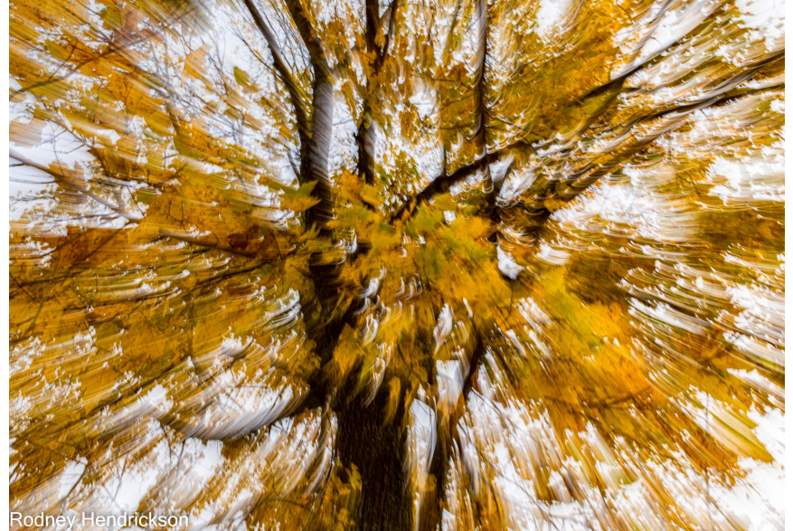 Falling Maple Leaves (Laurel County) by Rodney Hendrickson