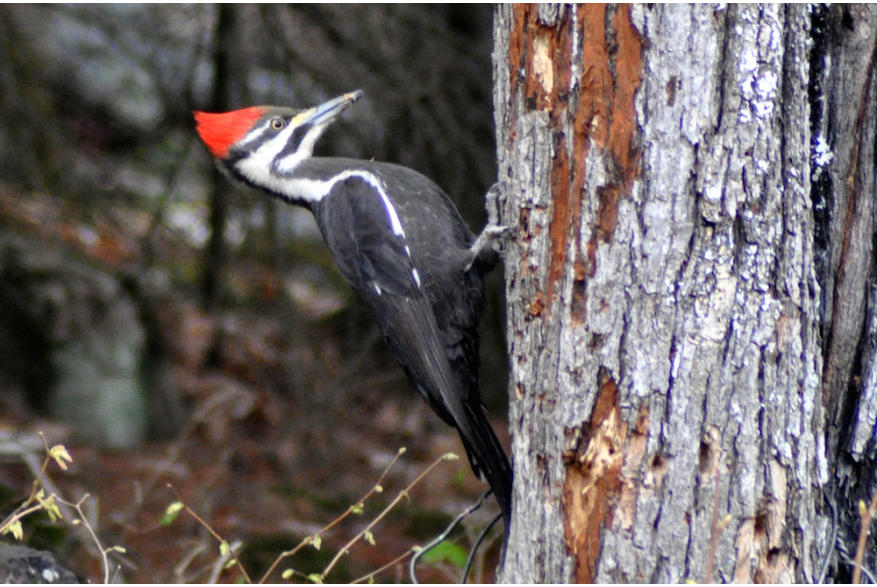 Bird with Red crest