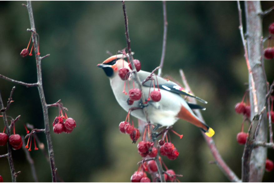 Bird with Berries