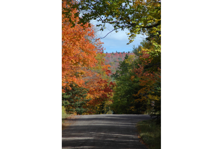 Fall road