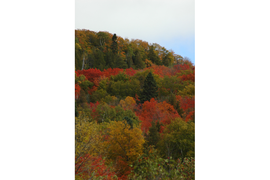 Fall colors