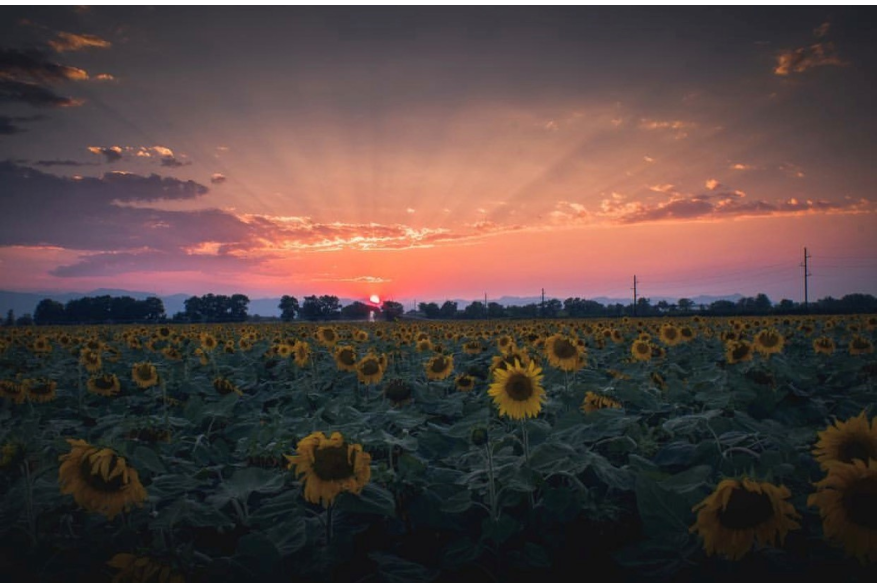 Sunflower Sunset ajipsen