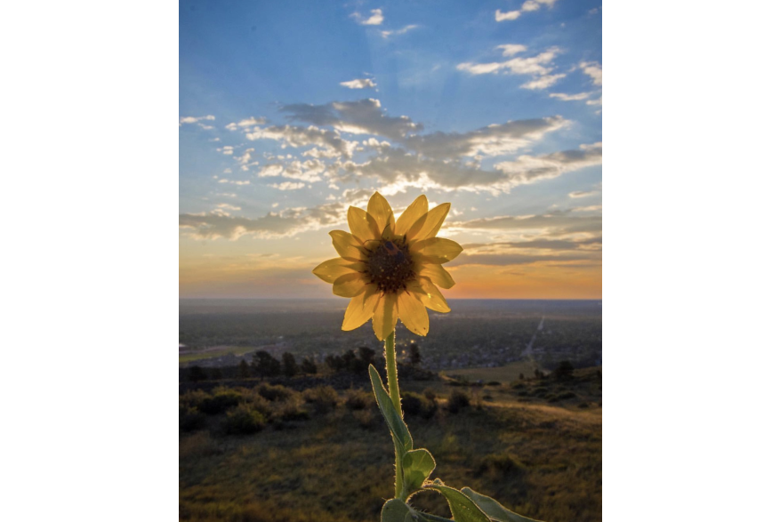 flower eclipse itsbentumnus