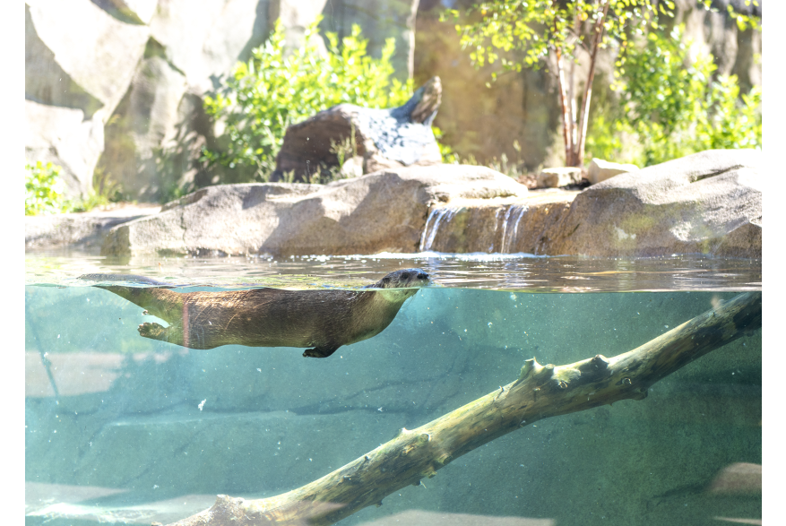North American River Otter Exhibit at Fort Wayne Children's Zoo