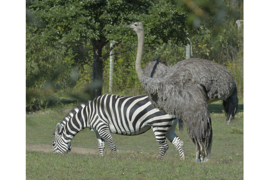 African Journey