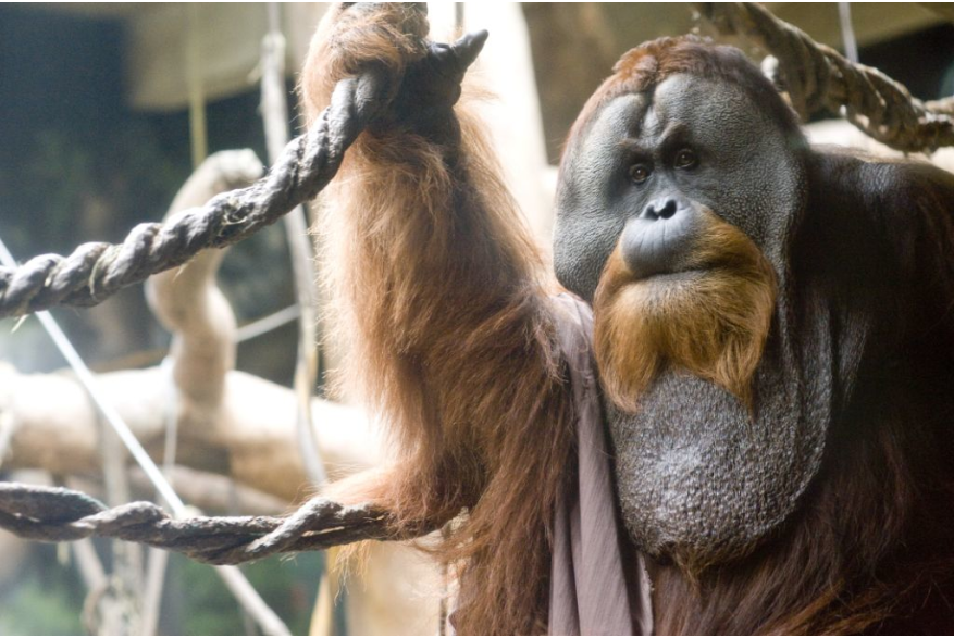 Orangutan