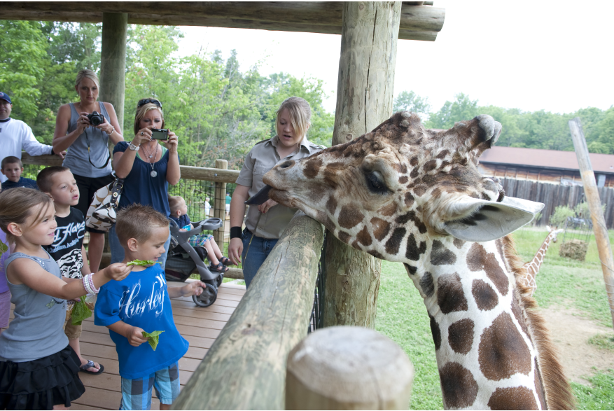 Giraffe Feeding