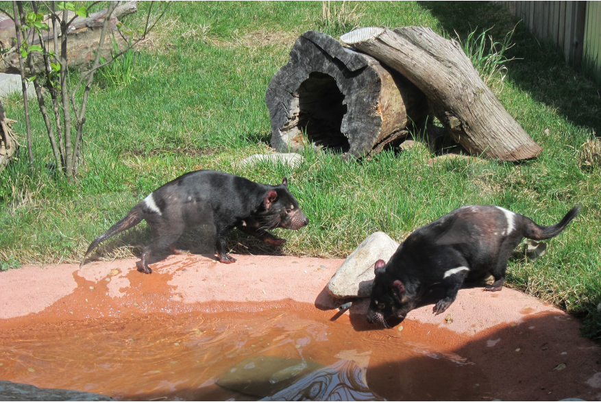 Fort Wayne Children's Zoo Tasmanian Devils