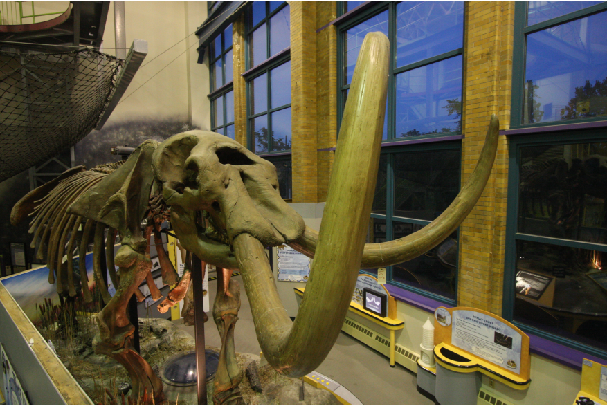 Science Central Bones