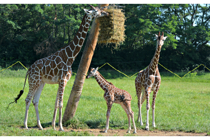 Baby Giraffe