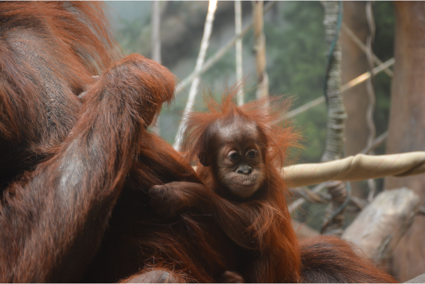 Baby Orangutan