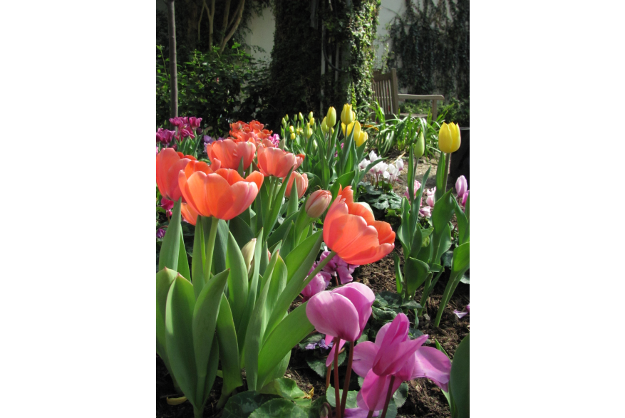 Botanical Conservatory Tulips
