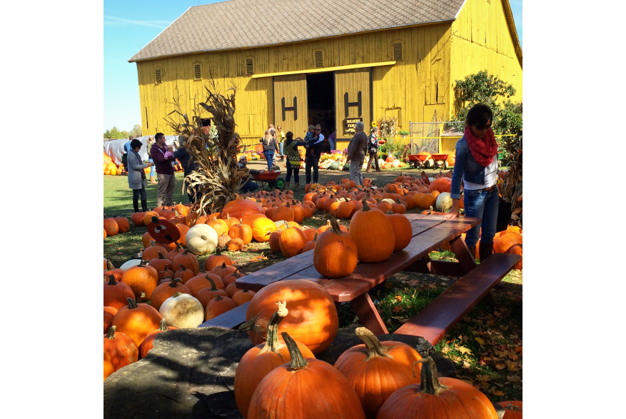 Pumpkins at Hilger's Family Farm