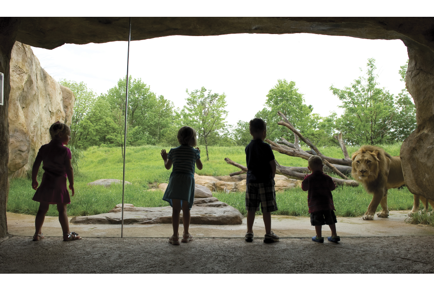Kids observing the Lions